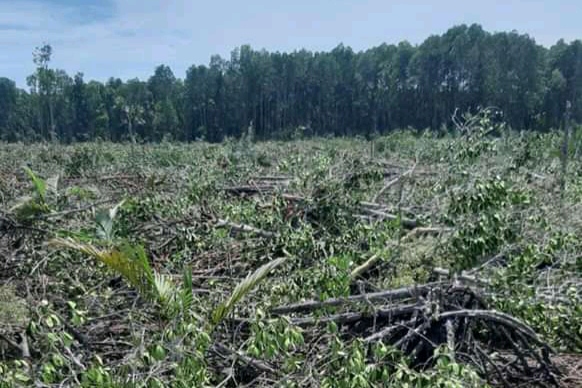 Kabar Pembabatan Hutan Lindung di Randangan Tuai Kontroversi, Ada Transaksi Terselubung?