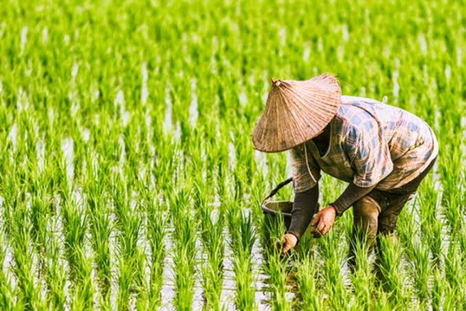 Badan Ketahanan Pangan RI Luncurkan Program Family Farming di Pohuwato