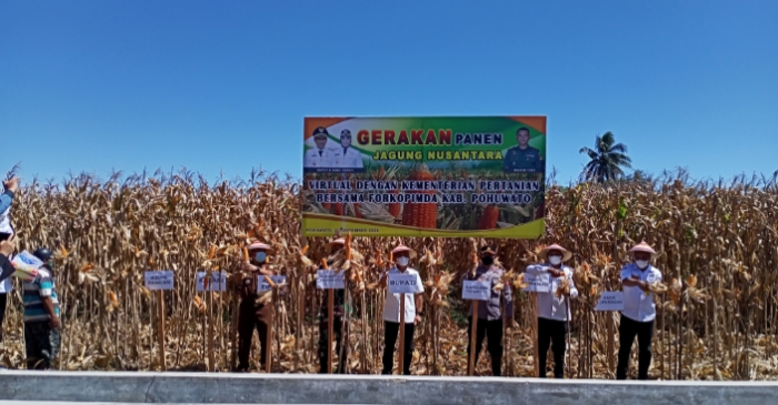 Kodim 1313/Pohuwato Manfaatkan Lahan Kosong Jadi Deplot Pertanian Jagung