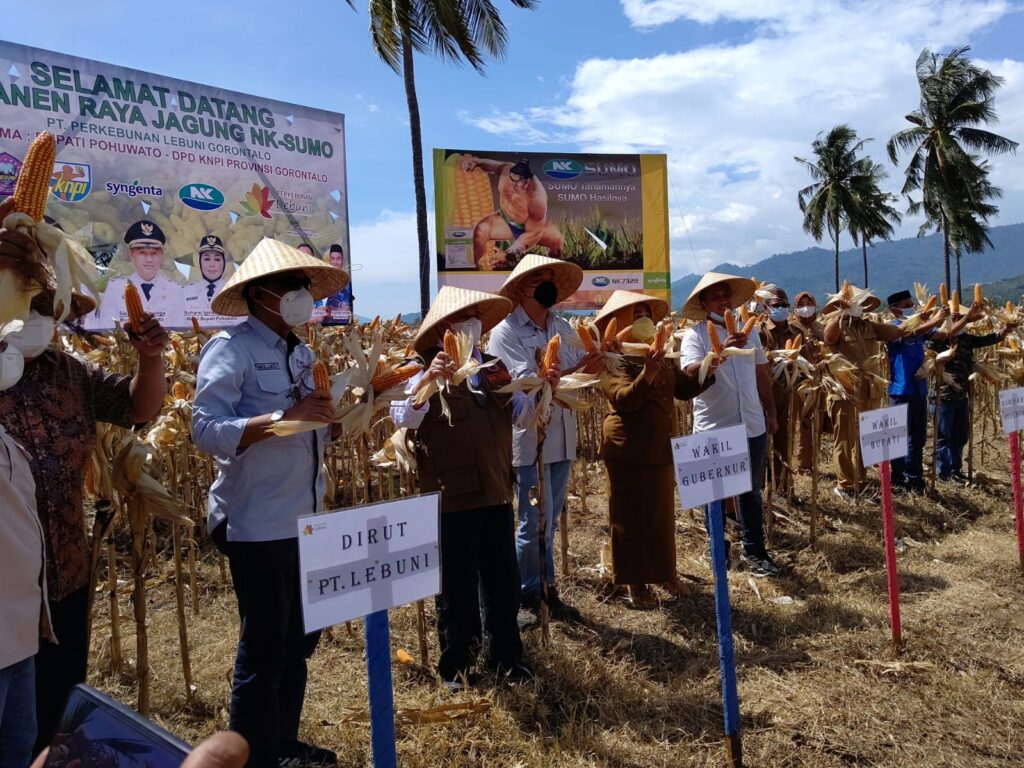 Gelar Panen Jagung NK-Sumo bersama KNPI, Direktur PT. Lebuni : Kami ada Untuk Pemberdayaan Masyarakat