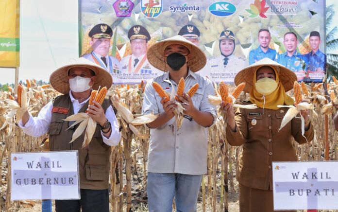 Gelar Panen Jagung NK-Sumo bersama KNPI, Direktur PT. Lebuni : Kami ada Untuk Pemberdayaan Masyarakat