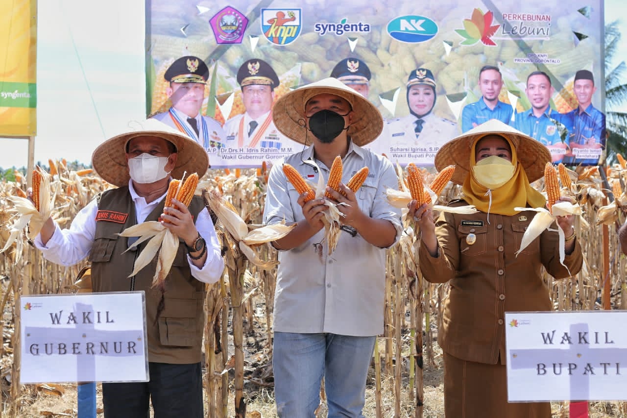 Gelar Panen Jagung NK-Sumo bersama KNPI, Direktur PT. Lebuni : Kami ada Untuk Pemberdayaan Masyarakat
