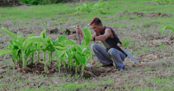 Kembali Bertani, Yusuf Mbuinga Dukung Ketahanan Pangan di Pohuwato