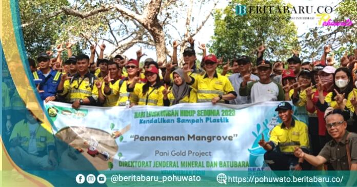 Jaga Ekosistem, Pani Gold Project Gelar Penanaman Bibit Bakau Di Pesisir Cagar Alam Panua