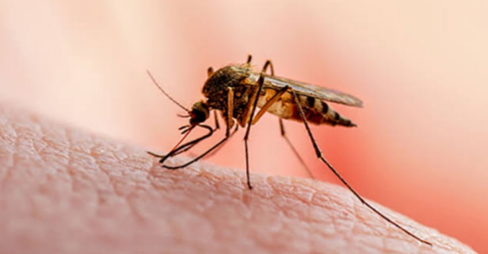 Tak Bisa Kendalikan Malaria, Bupati Pohuwato Diminta Evaluasi Kinerja Kadis Kesehatan
