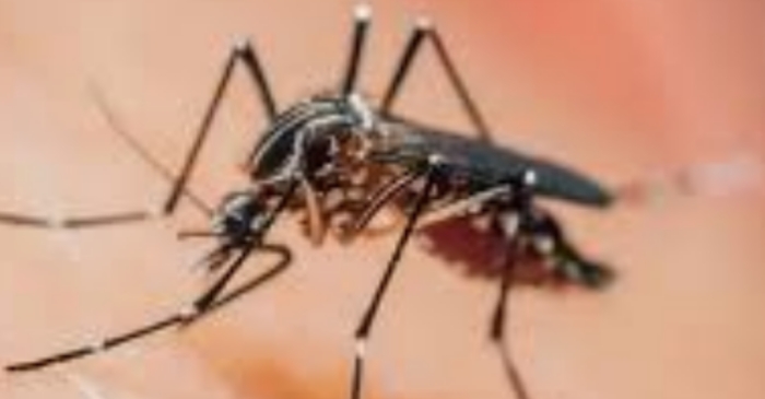 Dikonfirmasi Soal KLB Malaria, Kabid P2PM Dikes Pohuwato Malah Curhat