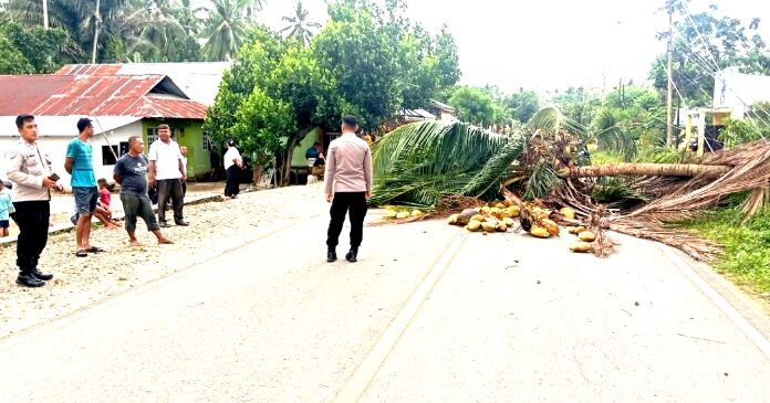 Pohon Kelapa Tumbang Tutupi Badan Jalan Iloheluma, Kapolres Imbau Warga Waspada