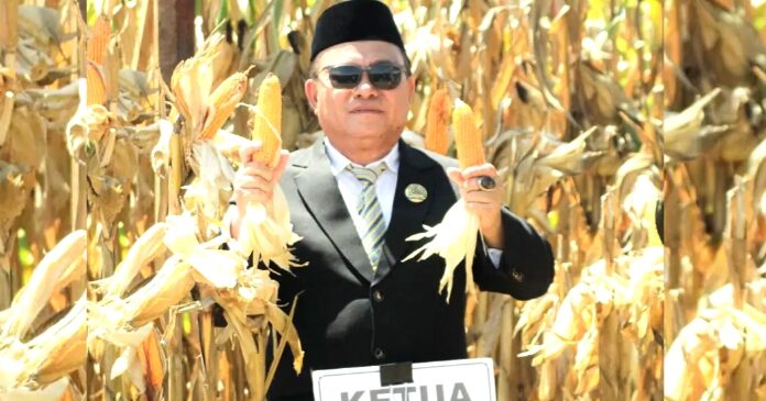Ketua DPRD Pohuwato Bersama Forkopimda Panen Jagung di Samping Kantor Bupati Sementara