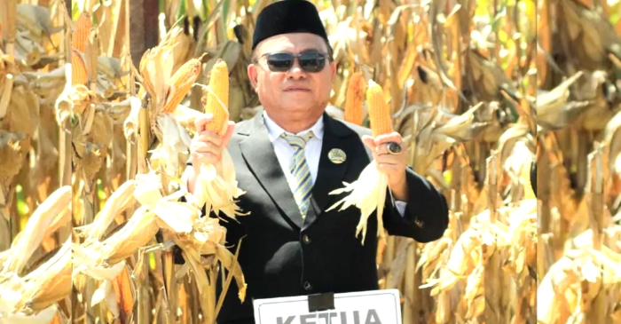 Ketua DPRD Pohuwato Bersama Forkopimda Panen Jagung di Samping Kantor Bupati Sementara Ketua DPRD Pohuwato Bersama Forkopimda Panen Jagung di Samping Kantor Bupati Sementara